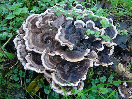 turkeytail